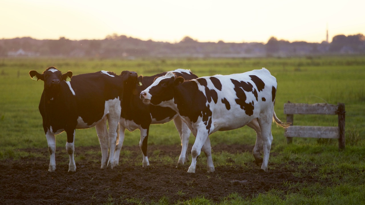 Formazione strategica: riaperte a Grosseto le iscrizioni al corso “Tecnico della pianificazione e gestione di attività inerenti la produzione di animali da allevamento” - Toscana Formazione