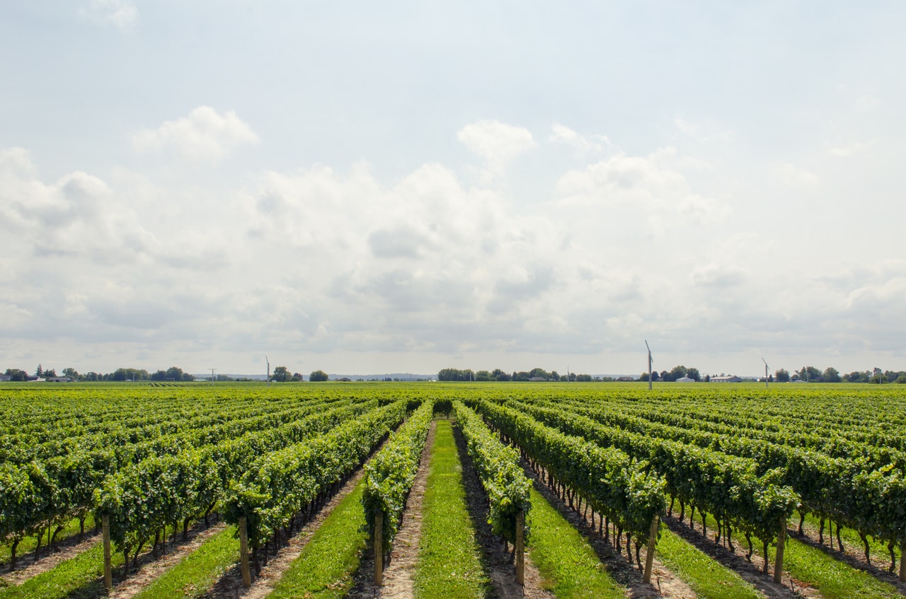 Gestione del processo di vinificazione - aperte dal 14 maggio le iscrizioni presso Chiantiform - San Casciano Val di Pesa (FI) - Toscana Formazione